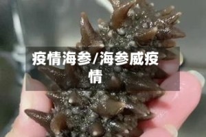 疫情海参/海参威疫情