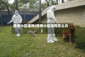 疫情小区遛狗(疫情小区遛狗怎么办)