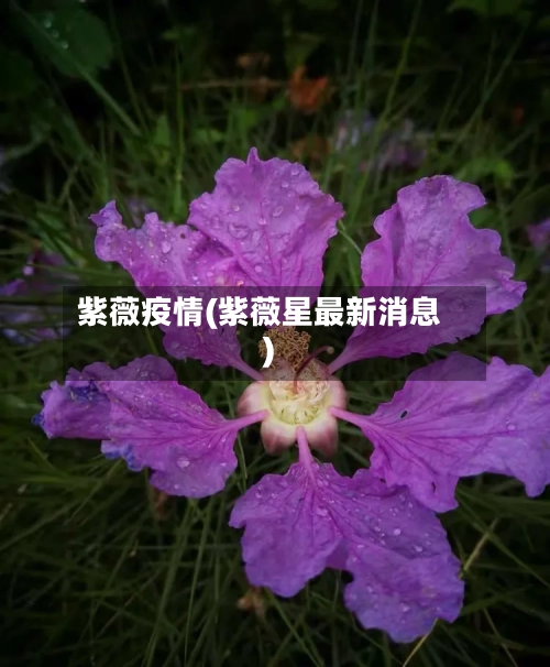 紫薇疫情(紫薇星最新消息)-第1张图片