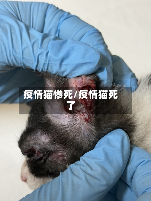 疫情猫惨死/疫情猫死了-第1张图片