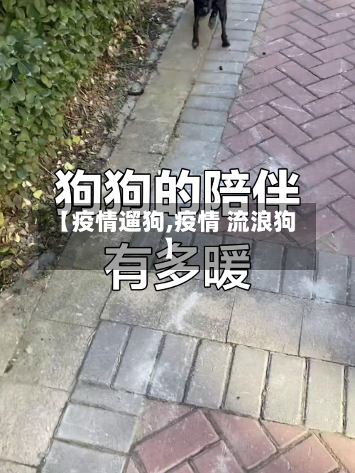 【疫情遛狗,疫情 流浪狗】-第2张图片